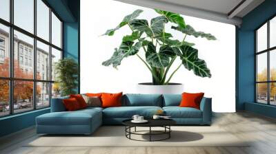 A Alocasia in a white pot, no shadow, isolated on white background Wall mural