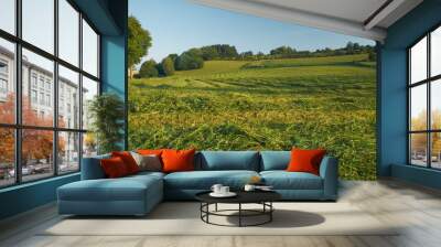 Hay harvest of red clover Wall mural