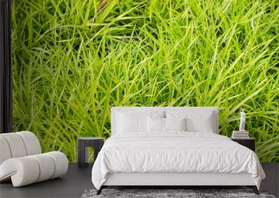 Beautiful spring grass outdoors.Green grass texture and background in the morning. Wall mural