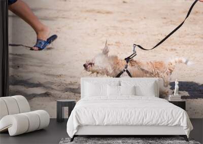 Dog so cute running on beach with happy fun when travel at sea with beach.Thailand. Wall mural