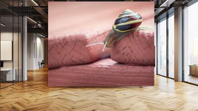 Close up of a crawling snail Wall mural