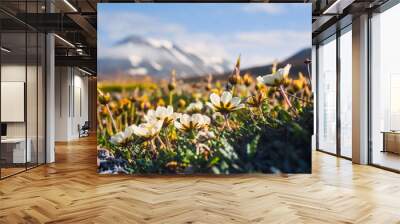 Wallpaper norway landscape nature of the mountains of Spitsbergen Longyearbyen Svalbard   on a flowers polar day with arctic summer in the sunset  Wall mural