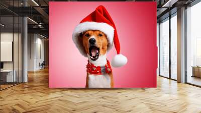 Close up portrait of funny beautiful basenji dog wearing christmas santa hat and singing holiday song on camera, isolated on traditional red background Wall mural