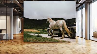 Driver transports white work horse from one farm to another by following it with his car Wall mural