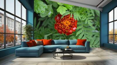 Green leaves, bushes. Gardening. Home garden, flower bed. House, field, farm. Beautiful inflorescences. Flower Marigold. Tagetes erecta. Flowering herb. Orange flowers Wall mural