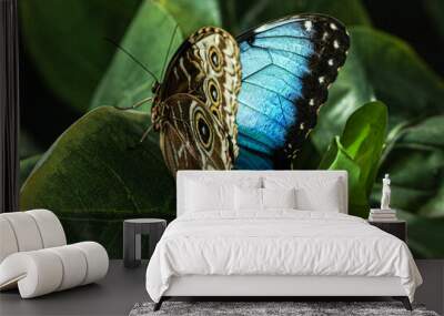 A butterfly called blue morpho with very beautiful colors captured on a green background. Wall mural