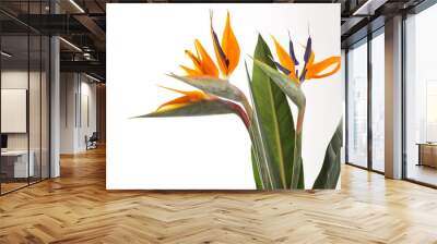 Strelitzia Wall mural