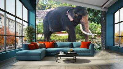 elephant Wall mural