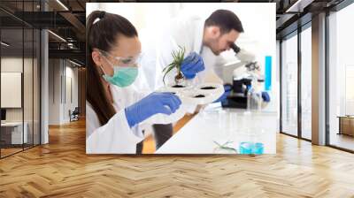 Biologists analyzing sprout growth Wall mural