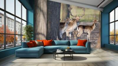 Fallow deer herd Wall mural