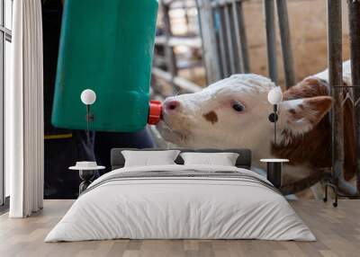 Farmer feeding calf with milk from bucket Wall mural