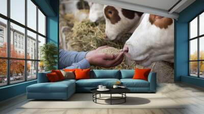 Farmer giving granules to cows Wall mural