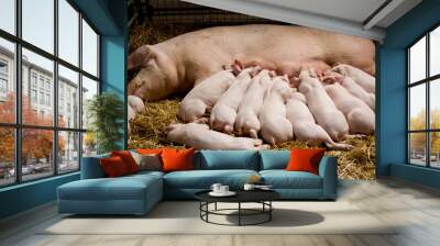 Piglets suckling Wall mural