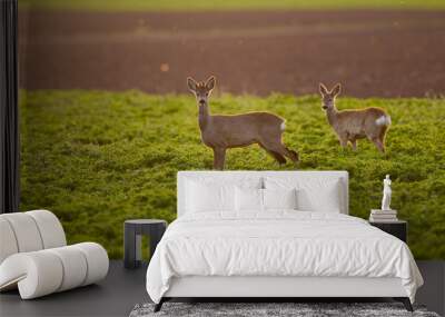 Roe buck couple Wall mural