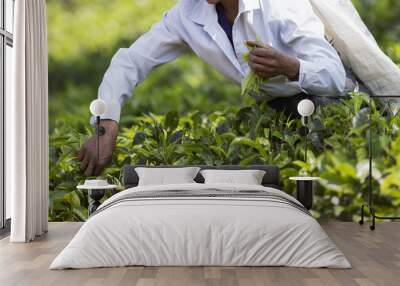 Tea picker working on plantation in Sri Lanka Wall mural