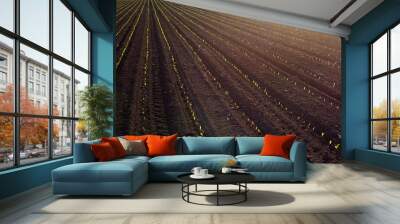 Top view of corn field in spring Wall mural