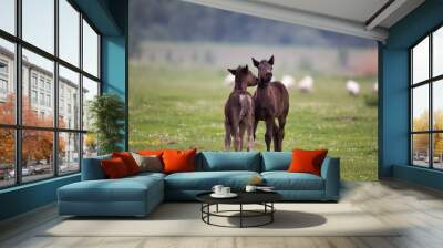 Two foals playing on fresh spring grass with flowers on meadow Wall mural