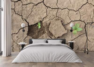 young plants in dried soil Wall mural