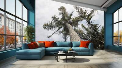 coconut tree against blue sky Wall mural