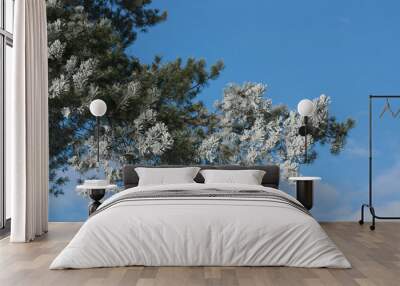 Frozen pine tree Wall mural