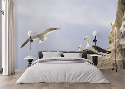 Seagulls posing while enjoying a flight.  Wall mural