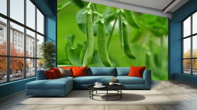 The green peas in the vegetable garden. Wall mural