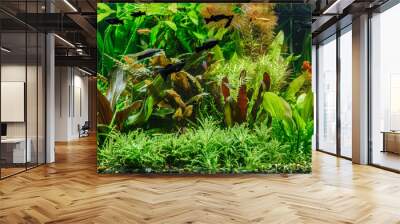 A green beautiful planted tropical freshwater aquarium with fishes,zebra angelfish pterophyllum scalare aquarium Wall mural