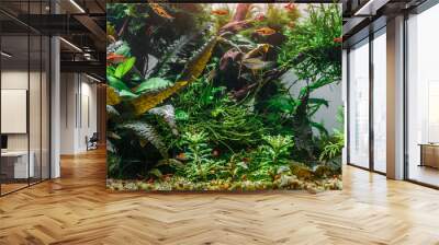 A green beautiful planted tropical freshwater aquarium with fishes,zebra angelfish pterophyllum scalare aquarium Wall mural