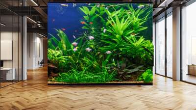 A green beautiful planted tropical freshwater aquarium with fishes,zebra angelfish pterophyllum scalare aquarium Wall mural