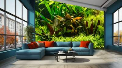 A green beautiful planted tropical freshwater aquarium with fishes,zebra angelfish pterophyllum scalare aquarium Wall mural