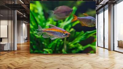 A green beautiful planted tropical freshwater aquarium with fishes.A Congo tetra, Phenacogrammus interruptus, with water plants. Wall mural