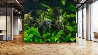 A green beautiful planted tropical freshwater aquarium with fishes.Zebra angelfish (pterophyllum scalare) in aquarium Wall mural