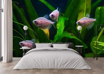 A green beautiful planted tropical freshwater aquarium with fishes Wall mural