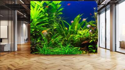 A green beautiful planted tropical freshwater aquarium with fishes Wall mural