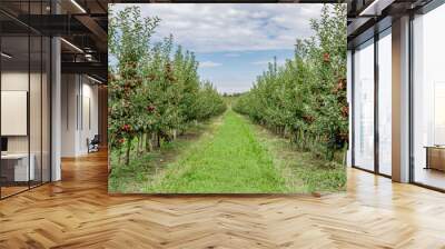 Apple orchard with red ripe apples on branches.Two rows of apple trees full of fruit seen under a blue sky nearly ready for picking.Apple orchard.Morning shot Wall mural