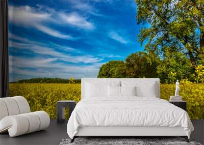 Blooming rapeseed (Brassica napus).Yellow field and blue sky with clouds.Agricultural field with rapeseed plants. Oilseed, canola, colza.Blooming yellow canola flower meadows. Wall mural