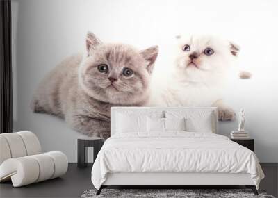 Funny British kitten isolated on white background Wall mural