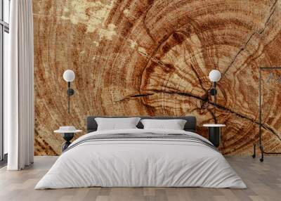 Stump of oak tree felled - section of the trunk with annual rings. Slice wood.Wooden background.Macro wood cross section. Wall mural