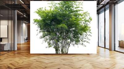 bamboo tree isolated on white background with clipping path Wall mural