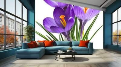 On white background with space for text, spring snowdrops flowers violet crocuses ( Crocus heuffelianus ) in snow Wall mural