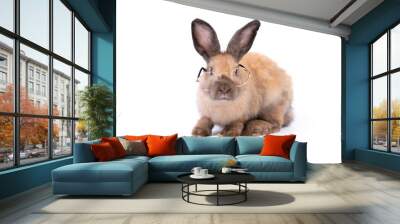 Adorable baby easter brown rabbit isolated on white background. Wearing glasses and looking at camera. Lovely action of young bunny rabbit. Cute pet 2 months. Wall mural