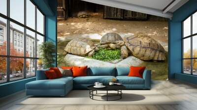 huge turtle in the zoo, eating vegetarian food, eating vegetables Wall mural