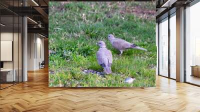 Two Collared dove (Streptopelia decaocto) are walking on the grass. Collared dove are looking for food among the grass. No people, nobody. Ornithology. Nature. Bird, animal. Wall mural