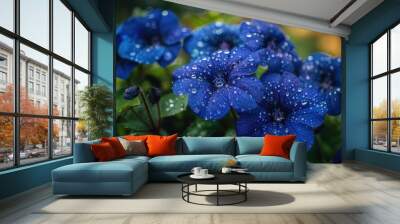 A close-up of dark blue flowers blooming in a garden, with dewdrops on their petals Wall mural