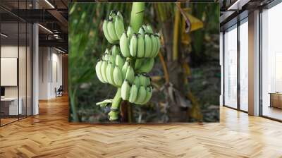 Bunch of green banana in the garden. Pisang Awak bananas in Thailand. Agricultural plantation. Wall mural