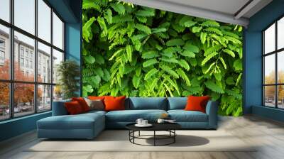 green leaf wall background green tamarind leaf background Wall mural