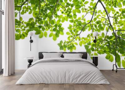 Green leaves on a white background Wall mural