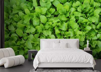 Organic lettuce background, good for health Wall mural