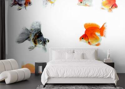 Goldfish collection or group or fishes isolated on white background. Wall mural