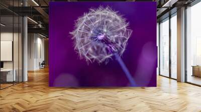 close up of dandelion on a colour of the year colored 'very peri', abstract photography Wall mural